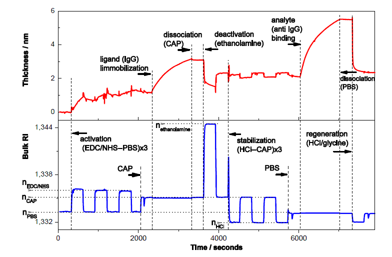 IgG Binding Kinetics
